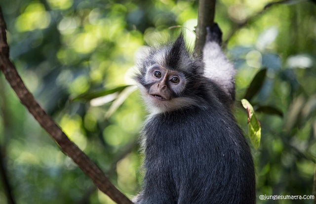 Thomas Leaf Monkey (Presbytis Thomasi)