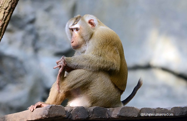 Pig-Tailed Macaque (Macaca Nemestrina)