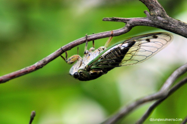 Interesting facts about Cicada