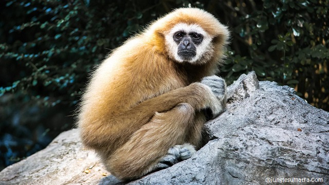 White-Handed Gibbons