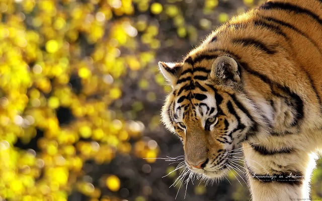 12 Amazing Things Of Sumatran Tigers