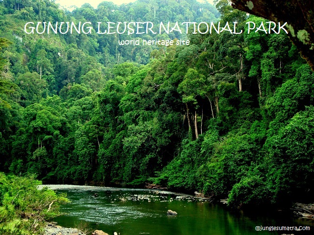 Gunung Leuser National Park North Sumatra Indonesia
