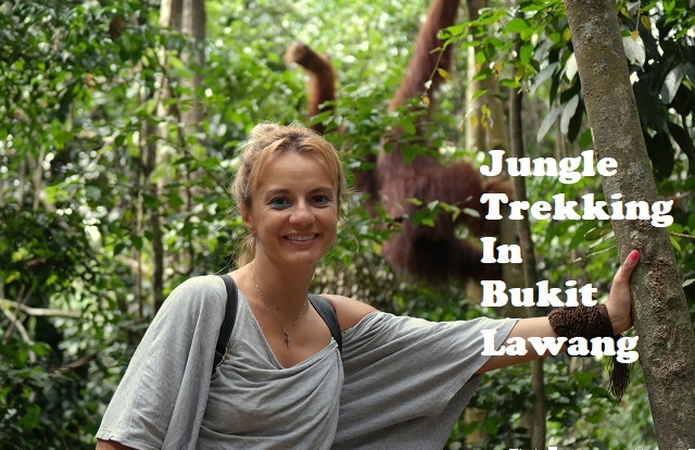 Trekking in Bukit Lawang
