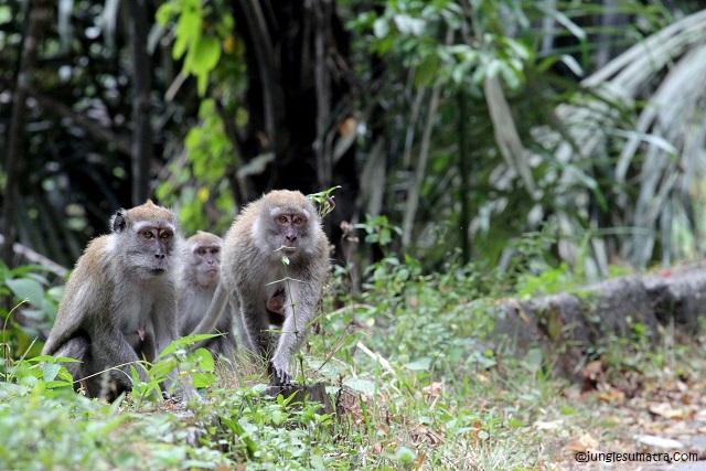 Long Tail Macaque (Macaca Fascicularis)