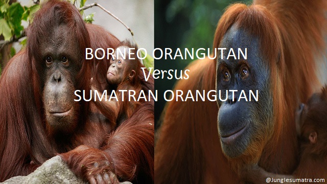 Differences Borneo and Sumatran Orangutan